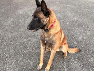 Hunter is an IKC Registered male Belgian Malinois 2 years old for sale in Westmeath